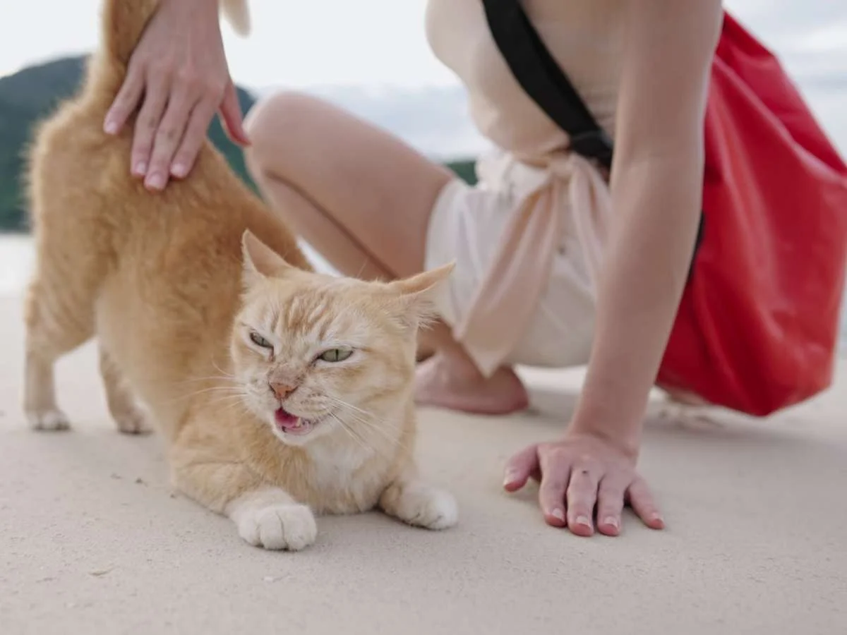 Pet Friendly recommendations