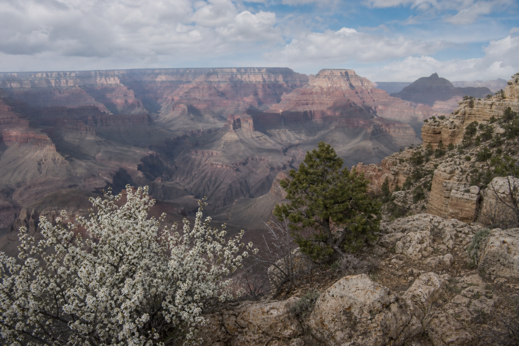 Grand Canyon March spring awakening