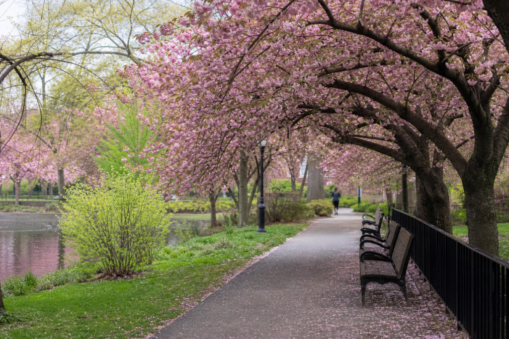 The Ultimate Guide to the Best Time to Visit London in 2026 11 April London cherry blossoms