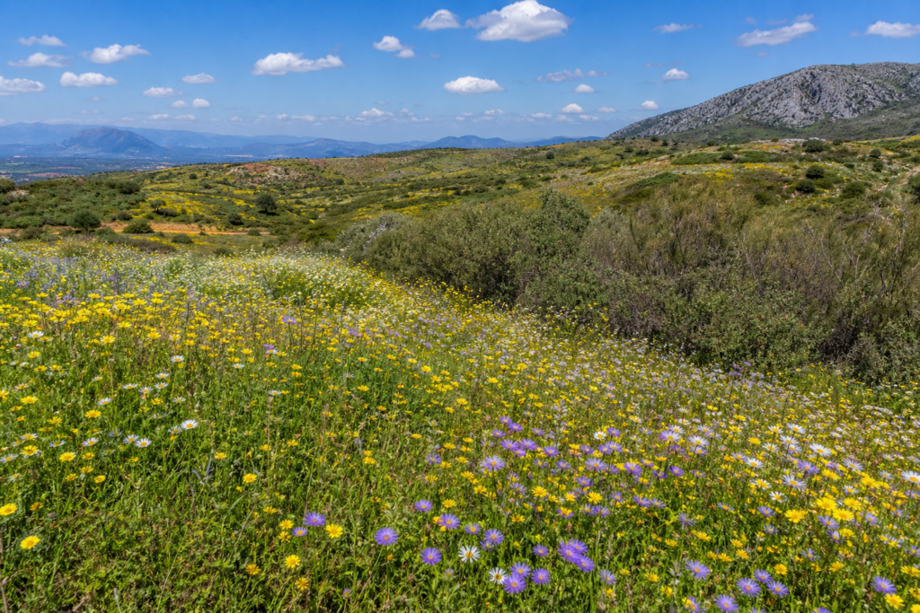 The Ultimate Guide to the Best Time to Visit Spain in 2026 2 Spring Spain countryside wildflowers