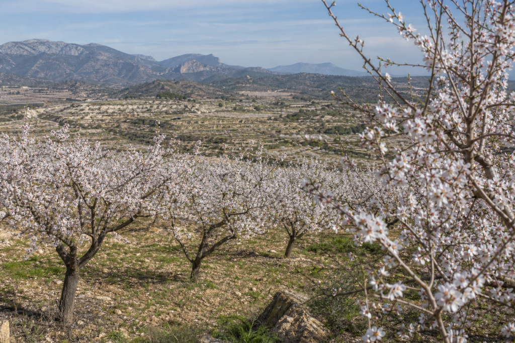 The Ultimate Guide to the Best Time to Visit Spain in 2026 8 March Spain almond blossoms
