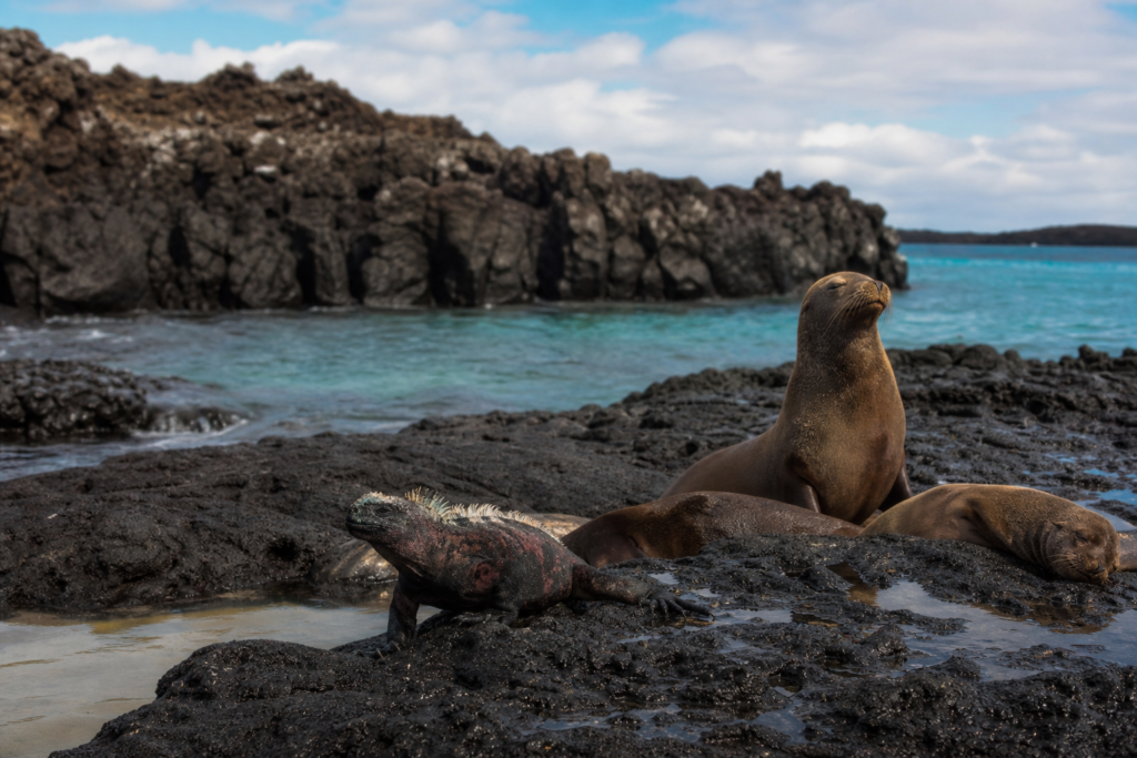 Galapagos rocky shore landscape