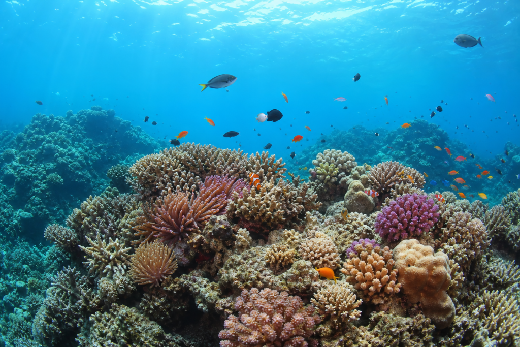 Great Barrier Reef underwater coral
